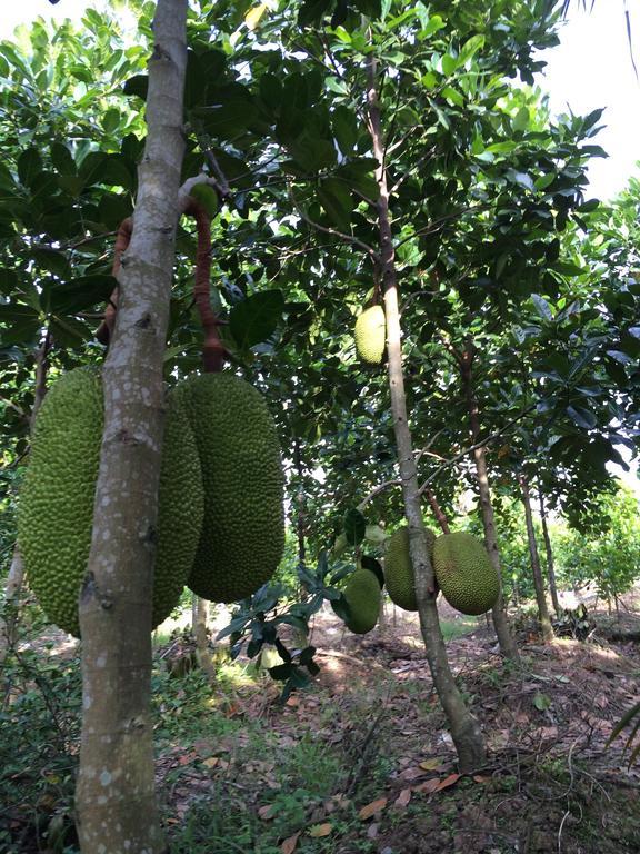 The Durian Lodge At Mekong Cai Be Pokoj fotografie